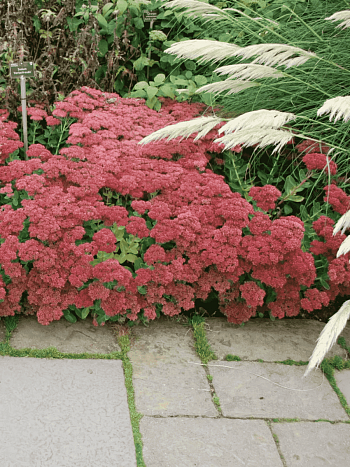 Очиток видный Autumn Joy