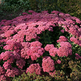 Седум телефиум Хербштфройде