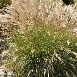 Мискантус Adagio