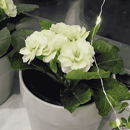 Примула махровая Hethor Petticote Creme