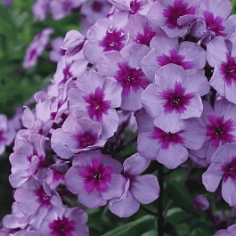 Флокс метельчатый Старый Маяк