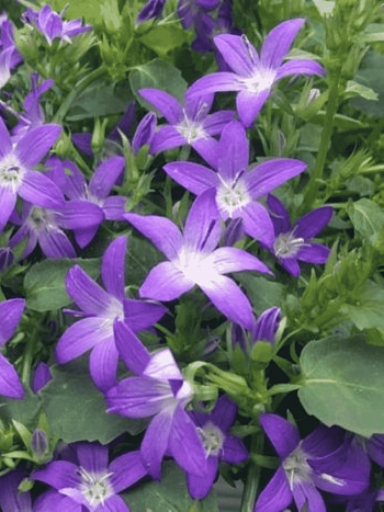 Колокольчик Пожарского Stella