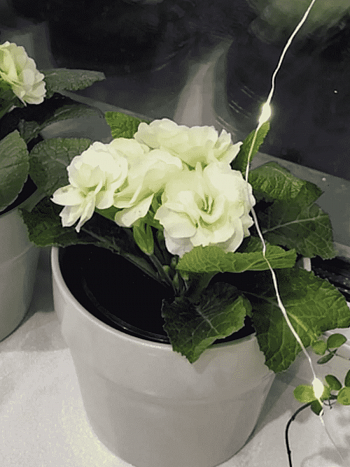 Примула махровая Hethor Petticote Creme