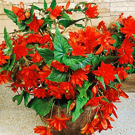 Бегония ампельная Шансон Темно-красная