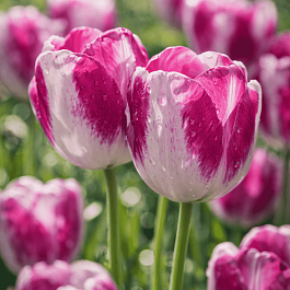 Тюльпан триумф Hotpants