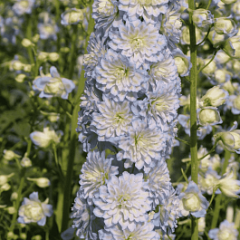 Дельфиниум  культурный Delphi's Moonlight