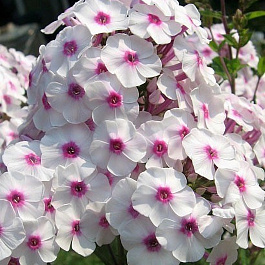 Флокс метельчатый Граф Цеппелин