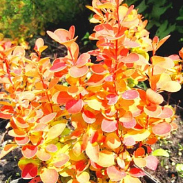 Барбарис Тунберга Оранж Айс