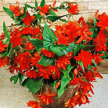 Бегония ампельная Шансон Темно-красная