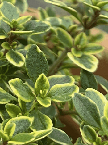 Тимьян лимоннопахнущий Golden Lemon