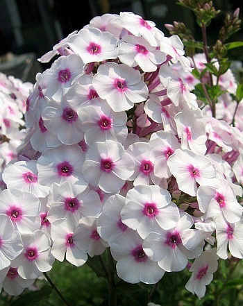 Флокс метельчатый Граф Цеппелин