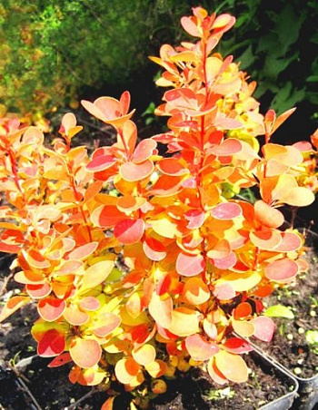 Барбарис Тунберга Оранж Айс