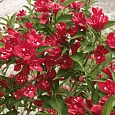 Вейгела цветущая Nain Rouge