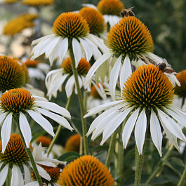 Эхинацея пурпурная Примадонна Вайт