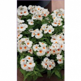 Немезия Севен Хевен Вайт