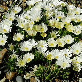 Делосперма Купера Alba