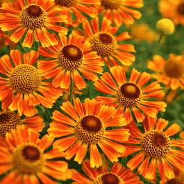 Гелениум осенний Tie Dye