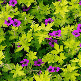 Герань гибридная Ann Folkard