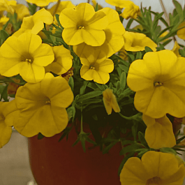 Калибрахоа  Calita deep Yellow