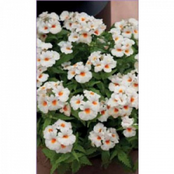 Немезия Севен Хевен Вайт