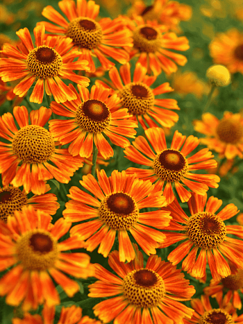 Гелениум осенний Tie Dye