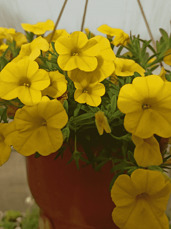 Калибрахоа  Calita deep Yellow
