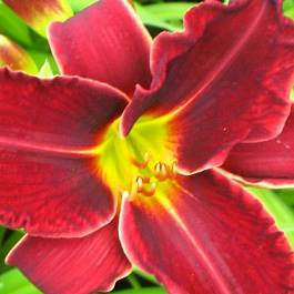 Лилейник гибридный Джипси Тертл