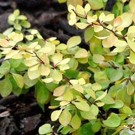 Барбарис Тунберга Голден Горизонт