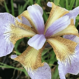 Ирис сибирский Memphis Memory