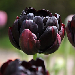 Тюльпан махровый поздний Блэк Хиро