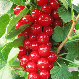 Смородина красная Дана