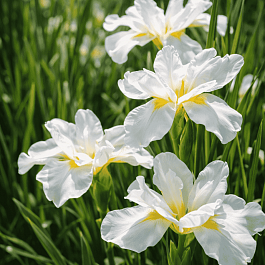 Ирис сибирский White Swirl