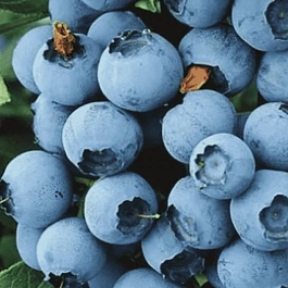 Голубика высокорослая Chippewa