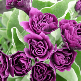 Примула ушковая Xaver