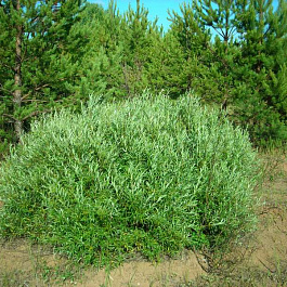 Ива розмаринолистная