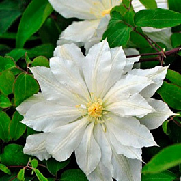 Клематис крупноцветковый Халина Нолл