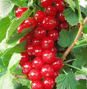 Смородина красная Дана