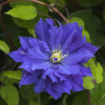 Клематис крупноцветковый Коперник