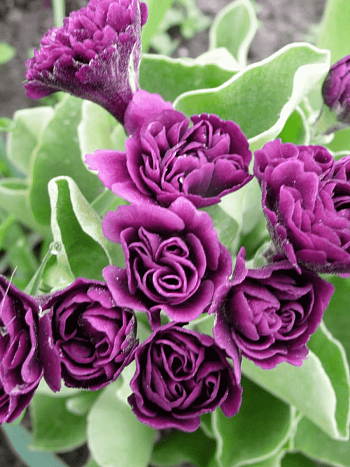 Примула ушковая Xaver