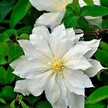 Клематис крупноцветковый Халина Нолл