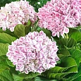 Гортензия крупнолистная Forever and Ever Peppermint