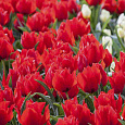 Тюльпан Махровый Largo
