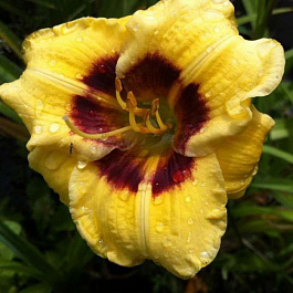 Лилейник гибридный Джейсон Солтер