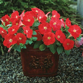 Петуния гибридная Трилоджи Скарлет