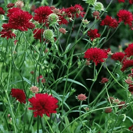 Короставник македонский Red Knight