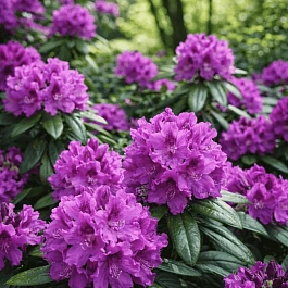 Рододендрон гибридный Rasputin