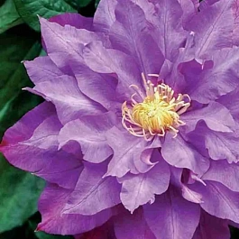 Клематис Vyvyan Pennell