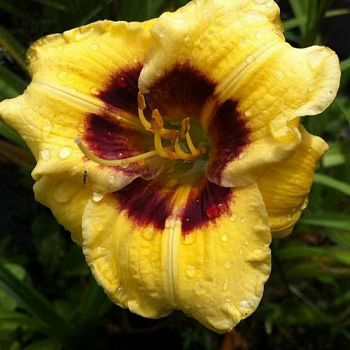 Лилейник гибридный Джейсон Солтер