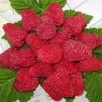 Малина традиционная Столешник