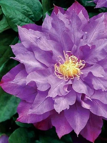 Клематис Vyvyan Pennell